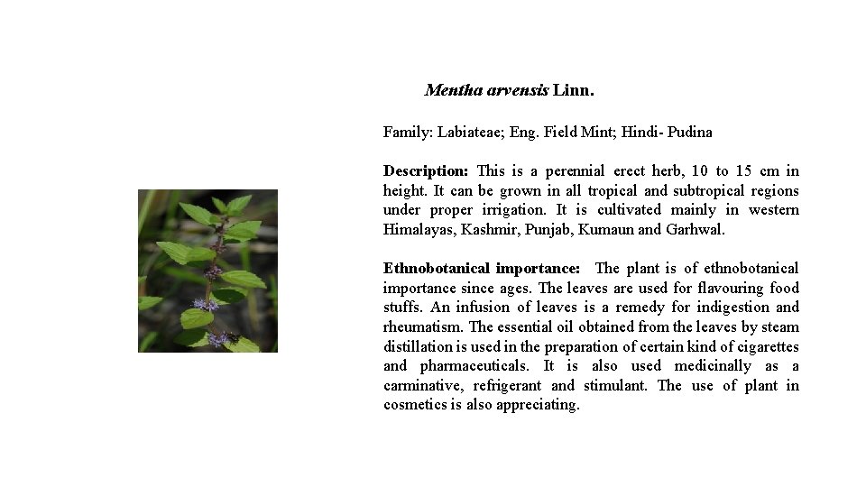 Mentha arvensis Linn. Family: Labiateae; Eng. Field Mint; Hindi- Pudina Description: This is a