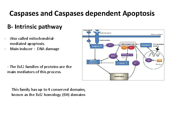 Caspases and Caspases dependent Apoptosis B- Intrinsic pathway - Also called mitochondrialmediated apoptosis. -