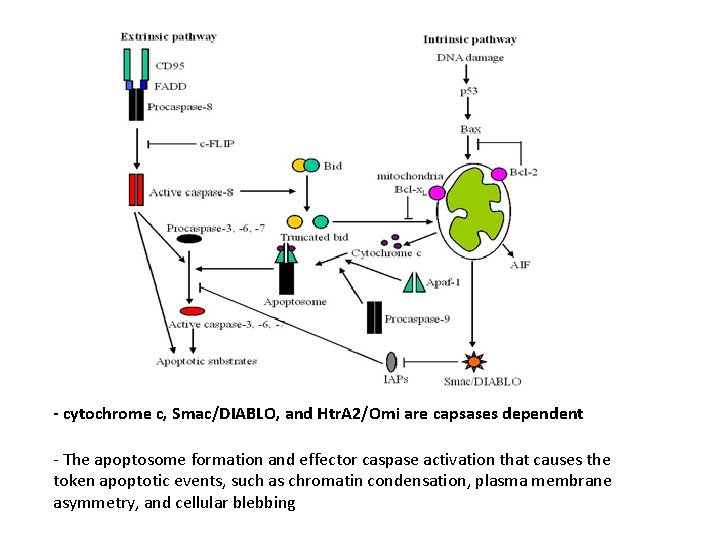 - cytochrome c, Smac/DIABLO, and Htr. A 2/Omi are capsases dependent - The apoptosome