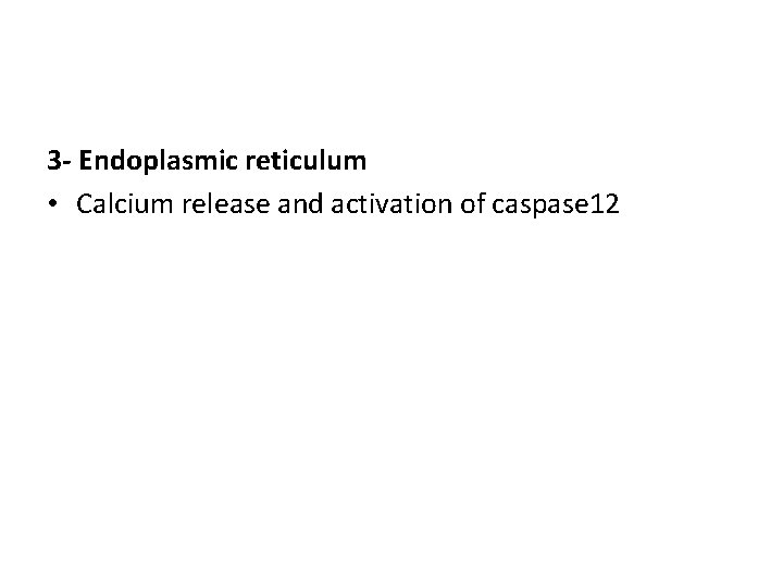 3 - Endoplasmic reticulum • Calcium release and activation of caspase 12 