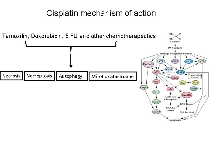 Cisplatin mechanism of action Tamoxifin, Doxorubicin, 5 FU and other chemotherapeutics Necrosis Necroptosis Autophagy
