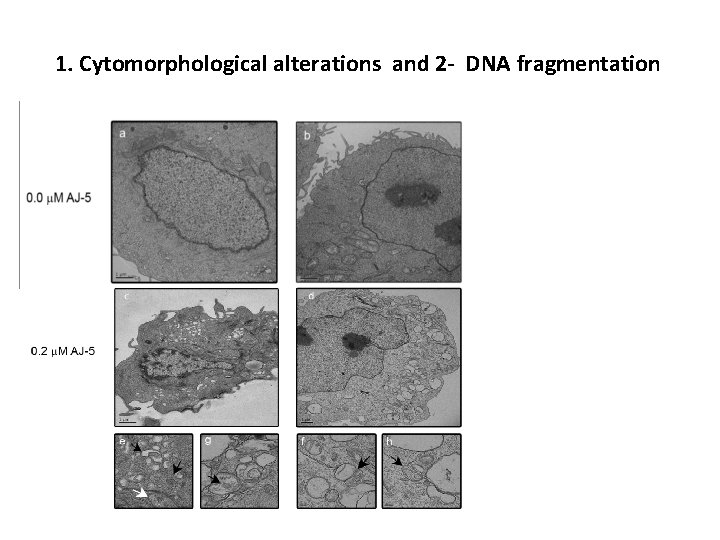 1. Cytomorphological alterations and 2 - DNA fragmentation 