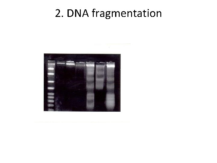 2. DNA fragmentation 