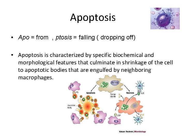 Apoptosis • Apo = from , ptosis = falling ( dropping off) • Apoptosis