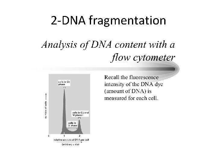 2 -DNA fragmentation 