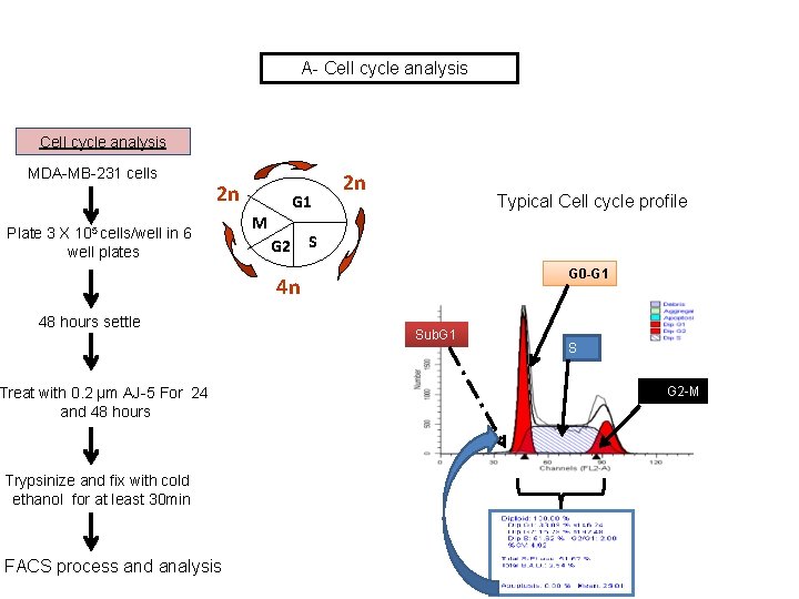 A- Cell cycle analysis MDA-MB-231 cells 2 n Plate 3 X 105 cells/well in