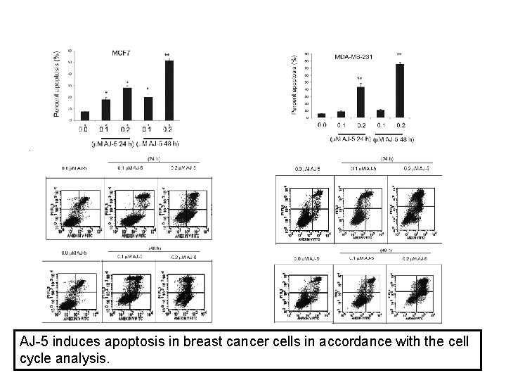 AJ-5 induces apoptosis in breast cancer cells in accordance with the cell cycle analysis.