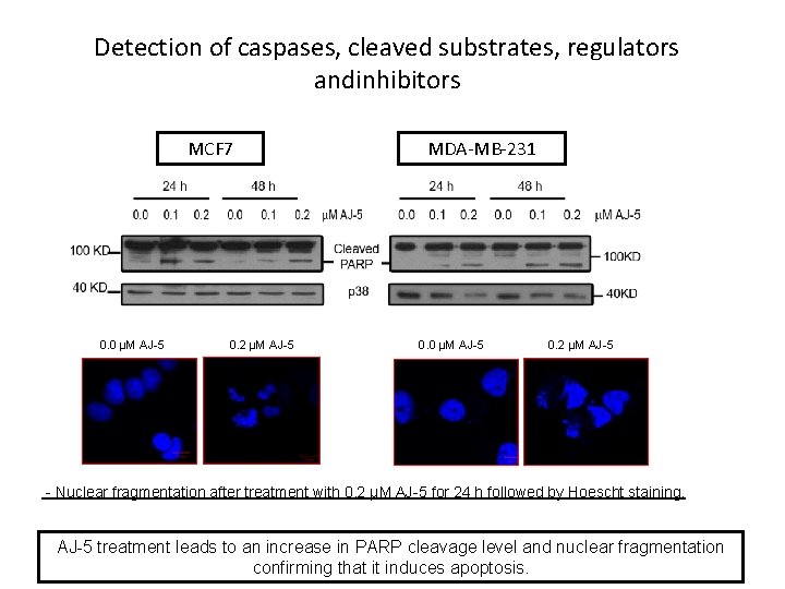 Detection of caspases, cleaved substrates, regulators andinhibitors MCF 7 0. 0 µM AJ-5 0.