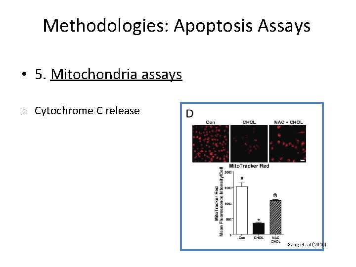 Methodologies: Apoptosis Assays • 5. Mitochondria assays o Cytochrome C release Gang et. al