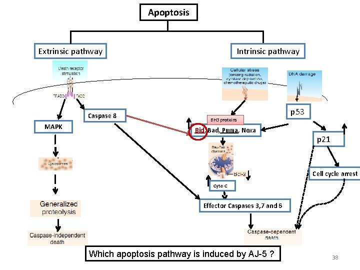 Apoptosis Extrinsic pathway Caspase 8 MAPK Intrinsic pathway BH 3 proteins Bid, Bad, Puma,