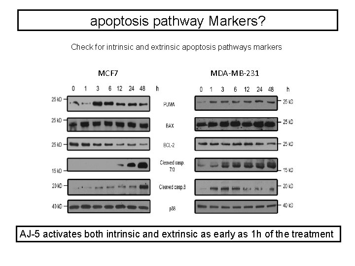 apoptosis pathway Markers? Check for intrinsic and extrinsic apoptosis pathways markers MCF 7 MDA-MB-231