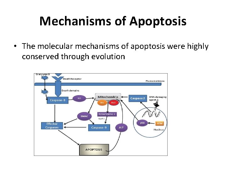 Mechanisms of Apoptosis • The molecular mechanisms of apoptosis were highly conserved through evolution