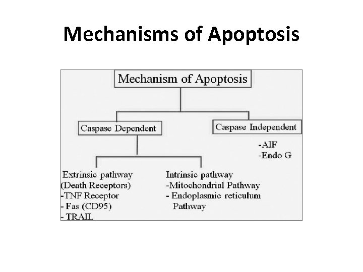 Mechanisms of Apoptosis 