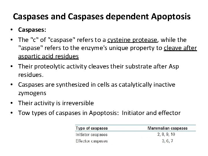 Caspases and Caspases dependent Apoptosis • Caspases: • The "c" of "caspase" refers to