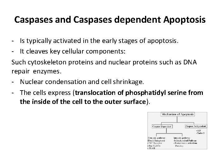 Caspases and Caspases dependent Apoptosis - Is typically activated in the early stages of