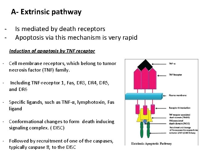 A- Extrinsic pathway - Is mediated by death receptors Apoptosis via this mechanism is