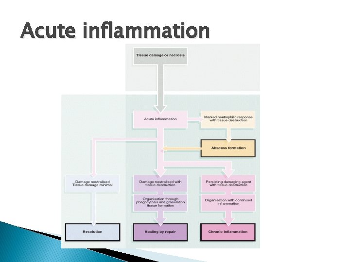 Acute inflammation 