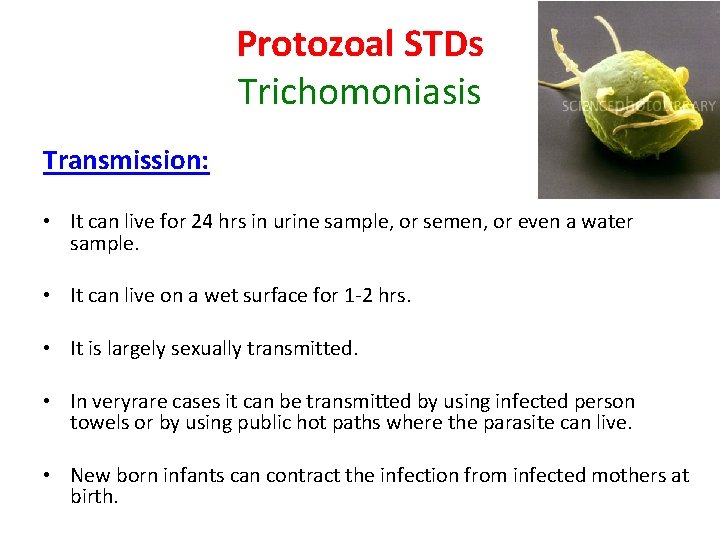 Protozoal STDs Trichomoniasis Transmission: • It can live for 24 hrs in urine sample,