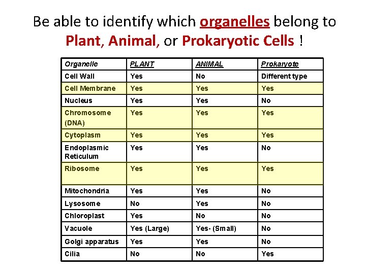 Be able to identify which organelles belong to Plant, Animal, or Prokaryotic Cells !