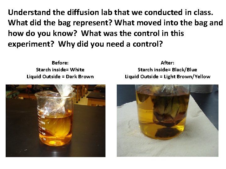 Understand the diffusion lab that we conducted in class. What did the bag represent?