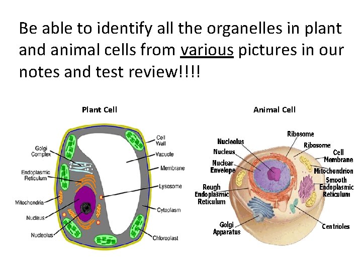 Be able to identify all the organelles in plant and animal cells from various