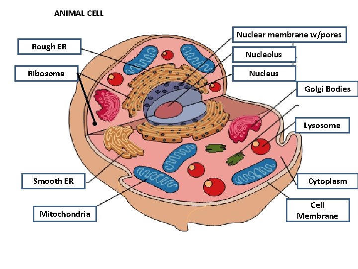 ANIMAL CELL Nuclear membrane w/pores Rough ER Ribosome Nucleolus Nucleus Golgi Bodies Lysosome Smooth