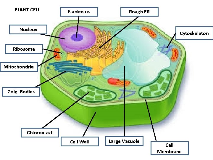 PLANT CELL Nucleolus Rough ER Nucleus Cytoskeleton Ribosome Mitochondria Golgi Bodies Chloroplast Cell Wall