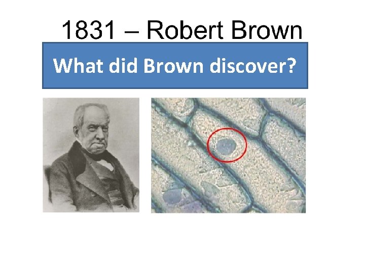 What did Brown discover? 
