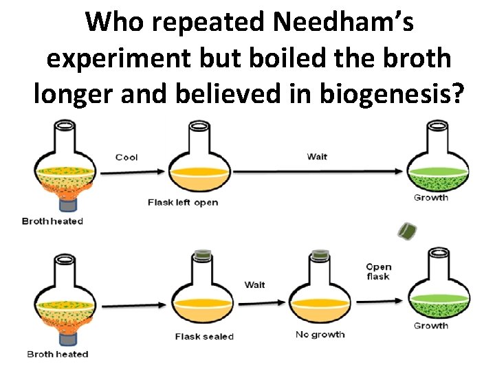 Who repeated Needham’s experiment but boiled the broth longer and believed in biogenesis? 