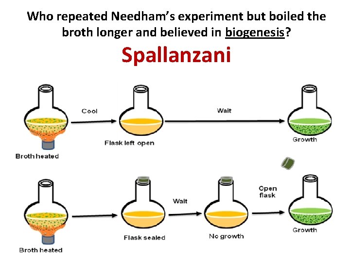 Who repeated Needham’s experiment but boiled the broth longer and believed in biogenesis? Spallanzani