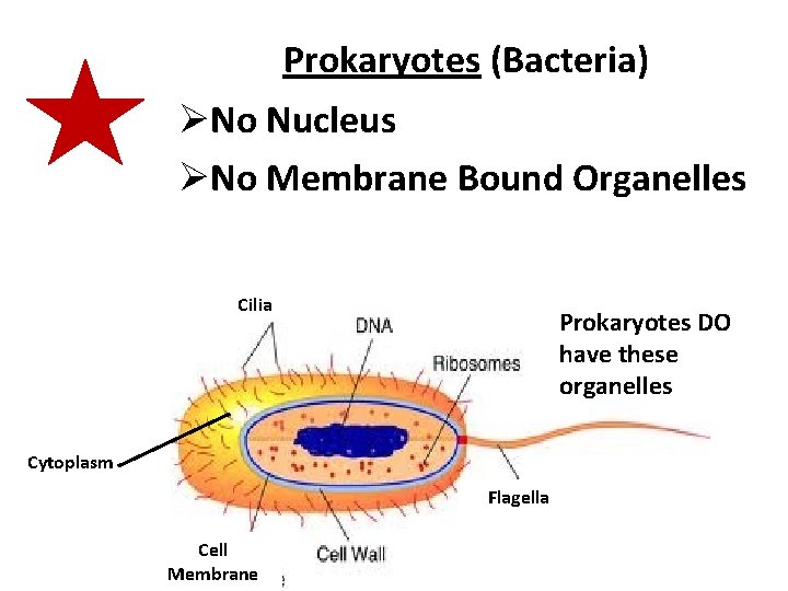 Prokaryotes (Bacteria) ØNo Nucleus ØNo Membrane Bound Organelles Cilia Prokaryotes DO have these organelles