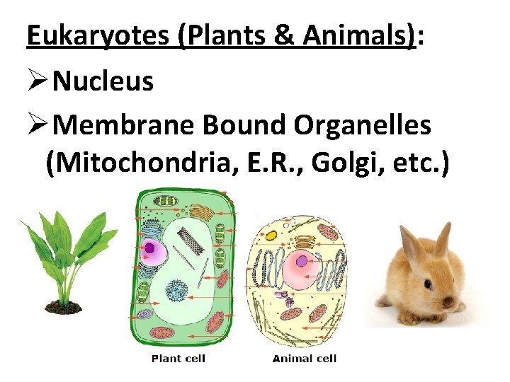 Eukaryotes (Plants & Animals): ØNucleus ØMembrane Bound Organelles (Mitochondria, E. R. , Golgi, etc.