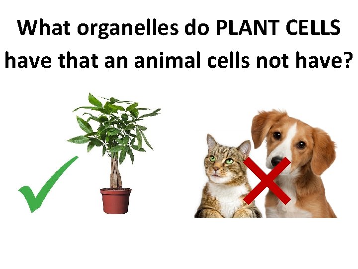 What organelles do PLANT CELLS have that an animal cells not have? 