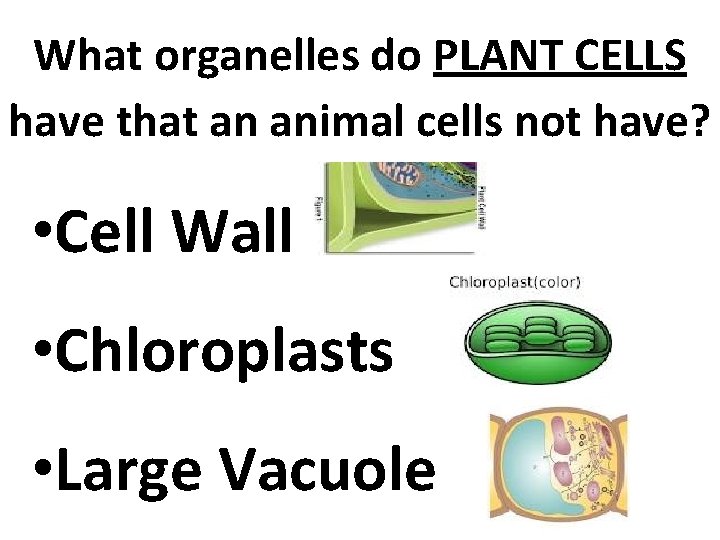 What organelles do PLANT CELLS have that an animal cells not have? • Cell