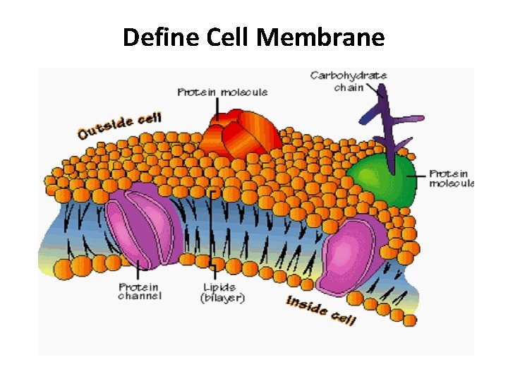 Define Cell Membrane 