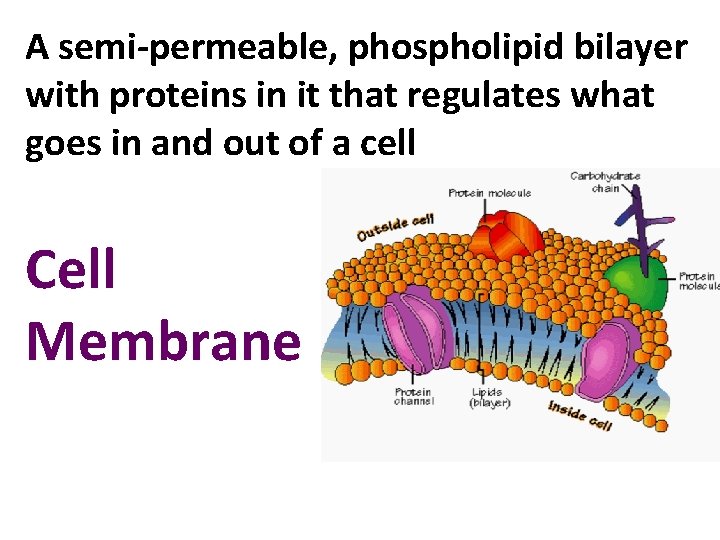 A semi-permeable, phospholipid bilayer with proteins in it that regulates what goes in and
