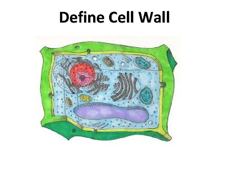 Define Cell Wall 