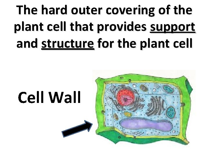 The hard outer covering of the plant cell that provides support and structure for