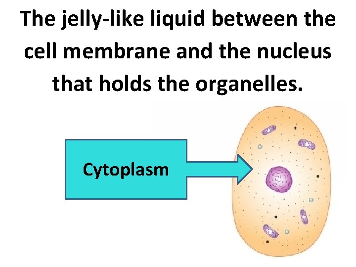 The jelly-like liquid between the cell membrane and the nucleus that holds the organelles.