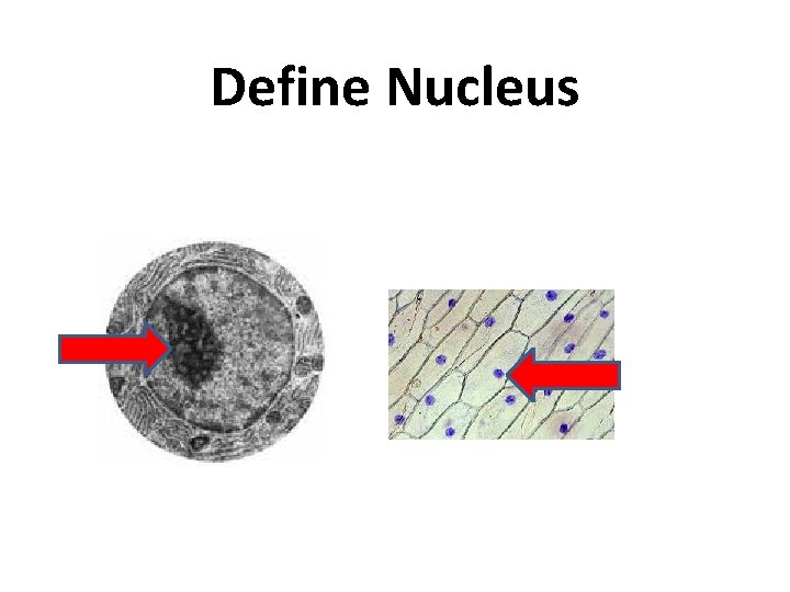 Define Nucleus 