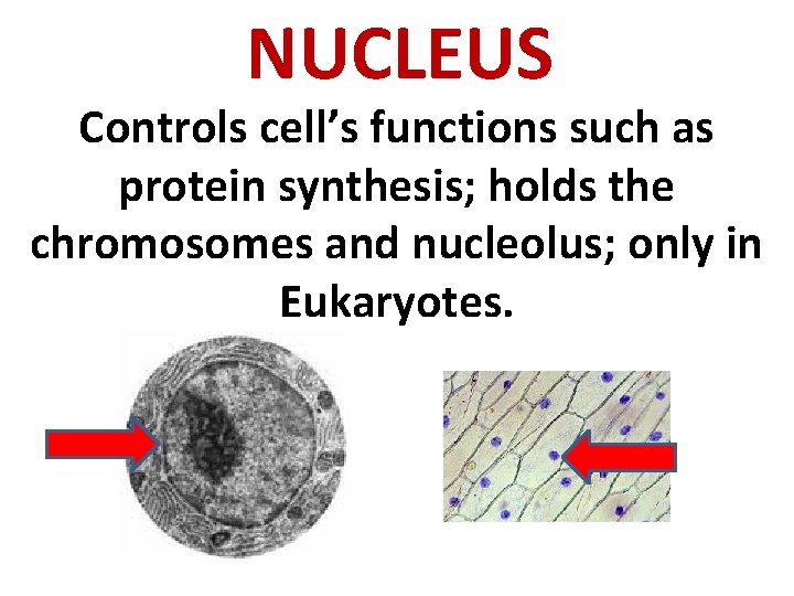 NUCLEUS Controls cell’s functions such as protein synthesis; holds the chromosomes and nucleolus; only