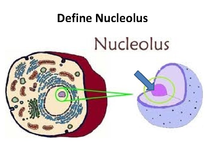 Define Nucleolus 