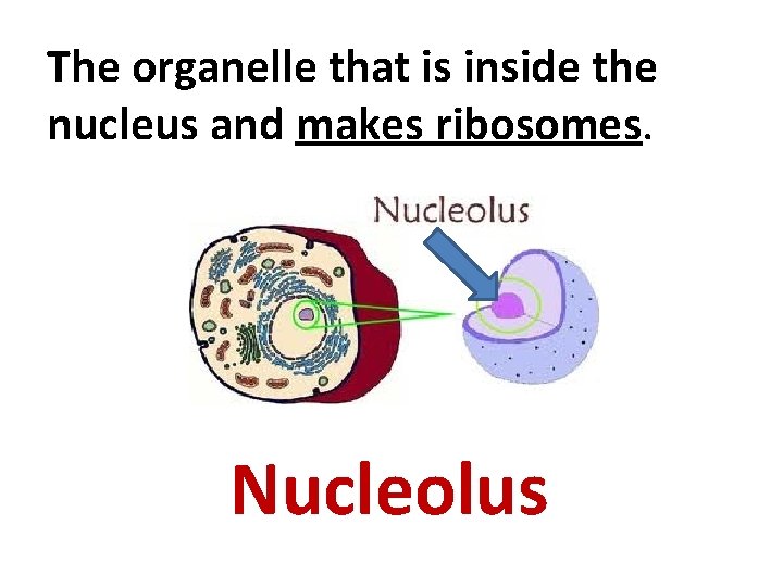The organelle that is inside the nucleus and makes ribosomes. Nucleolus 