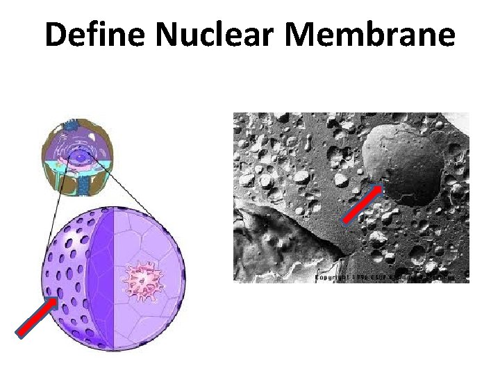 Define Nuclear Membrane 