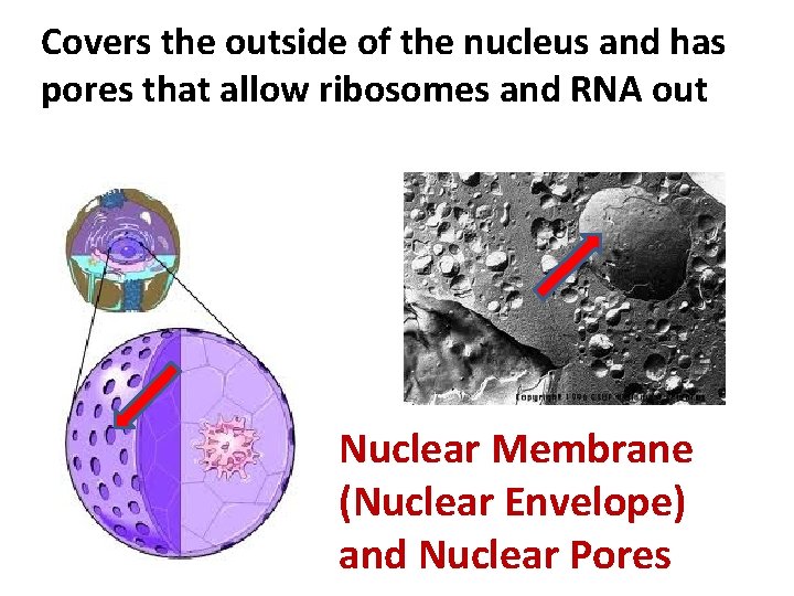 Covers the outside of the nucleus and has pores that allow ribosomes and RNA
