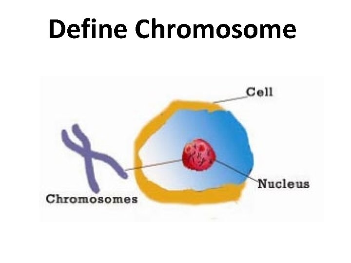 Define Chromosome 