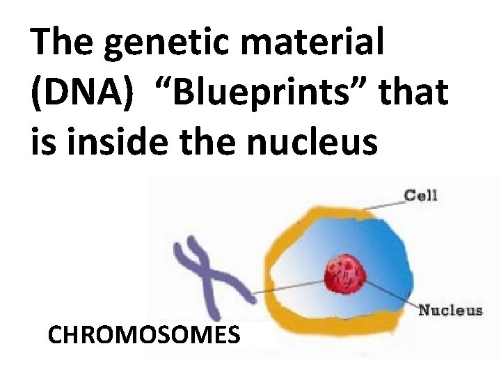 The genetic material (DNA) “Blueprints” that is inside the nucleus CHROMOSOMES 