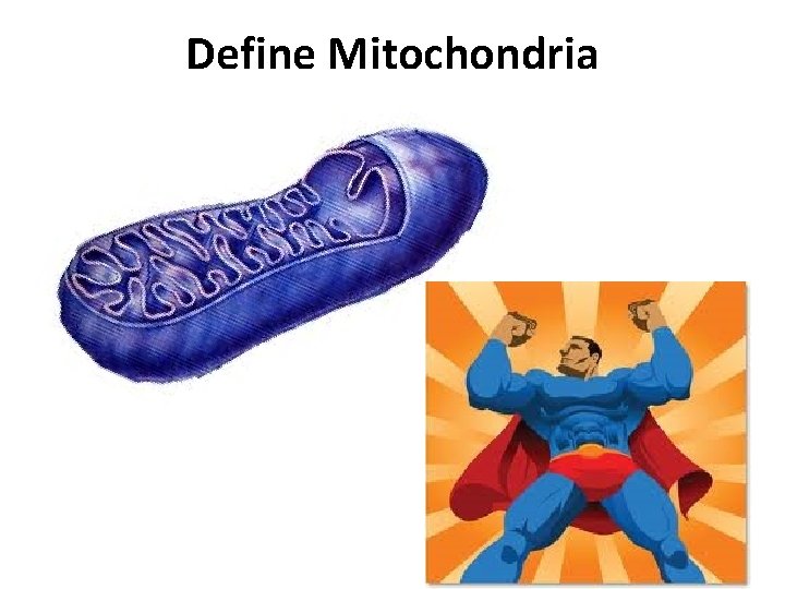 Define Mitochondria 