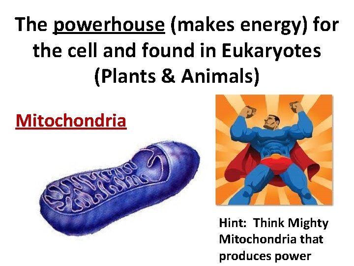 The powerhouse (makes energy) for the cell and found in Eukaryotes (Plants & Animals)