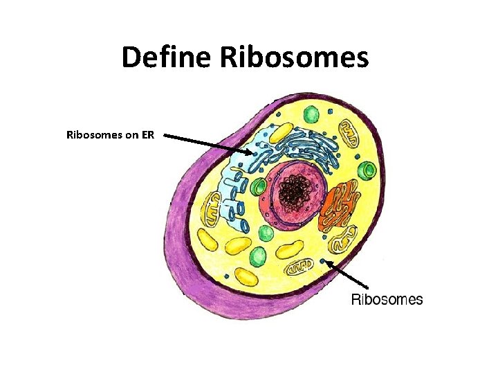 Define Ribosomes on ER 